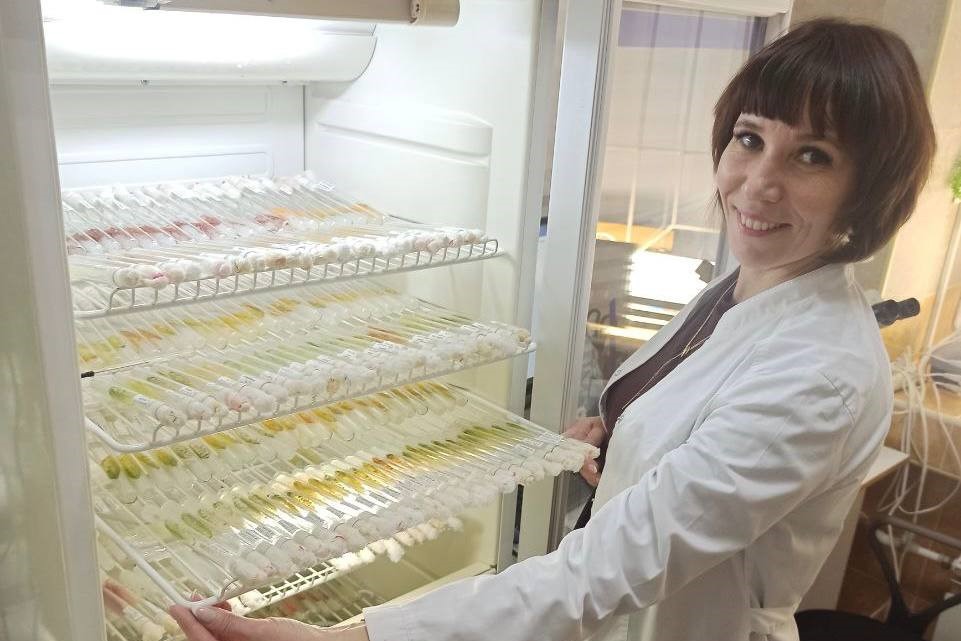 Учёные ФИЦ ИнБЮМ получили грант на создание биоресурсной коллекции каротиногенных микроводорослей крымского региона
