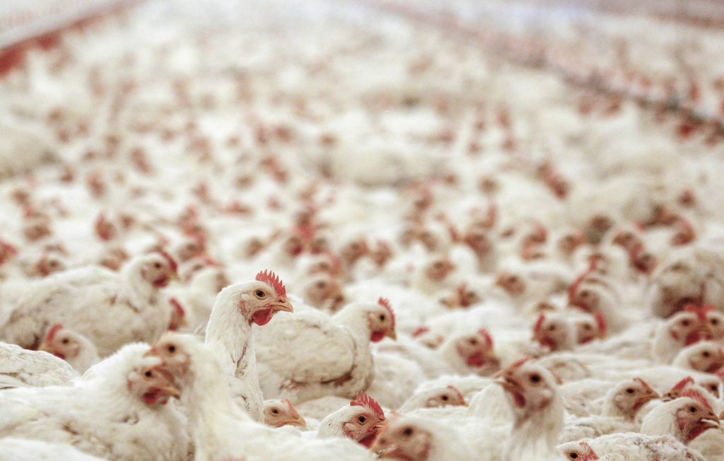 "Зеленая" кормовая добавка для птицы поможет бороться с йододефицитом у людей