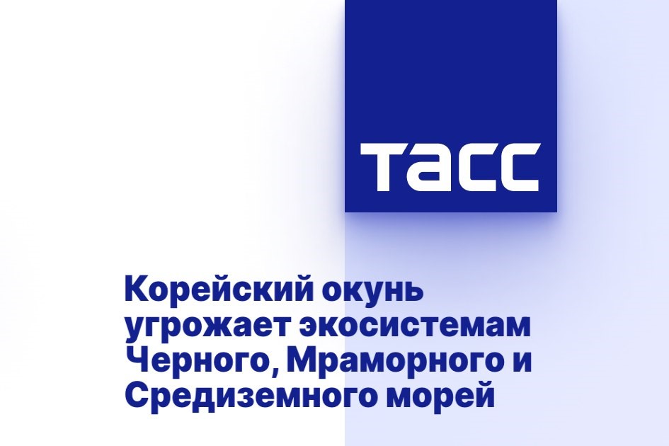 Корейский окунь угрожает экосистемам Черного, Мраморного и Средиземного морей