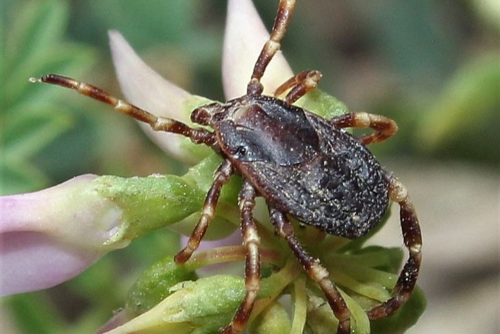 В Крыму обитают клещи-гиганты: что известно о самом агрессивном кровососе