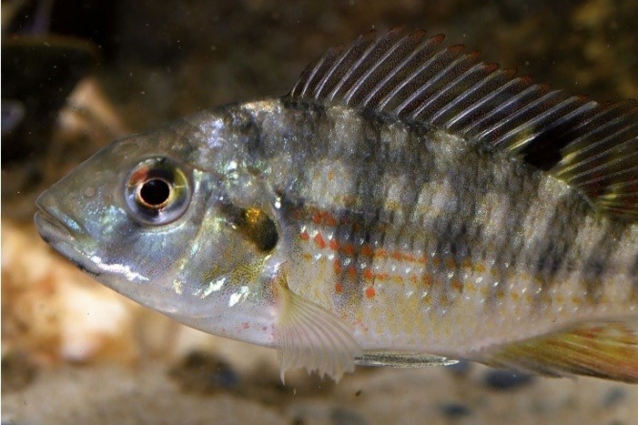 Во Вьетнаме впервые обнаружен высокоинвазивный вид цихлид — краснобрюхая тиляпия