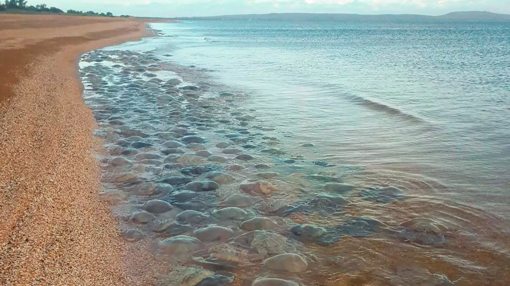 Оставить за "забором": можно ли убрать медуз от берегов Крыма