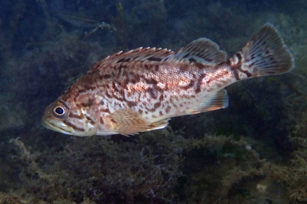 Хищный окунь с Дальнего Востока может изменить экосистему Чёрного моря 