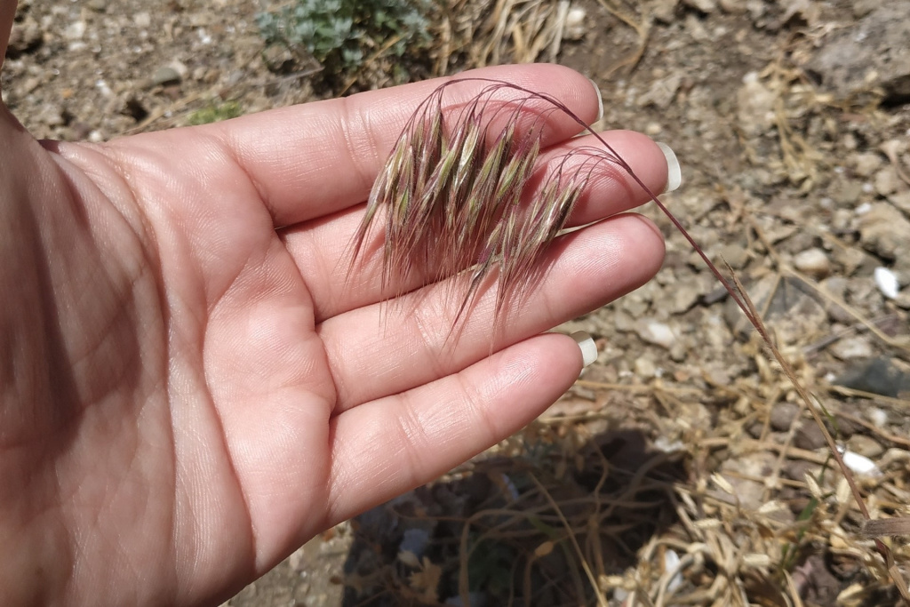 Костёр кровельный: как российские образцы из Крыма помогли раскрыть механизмы экологической катастрофы в США