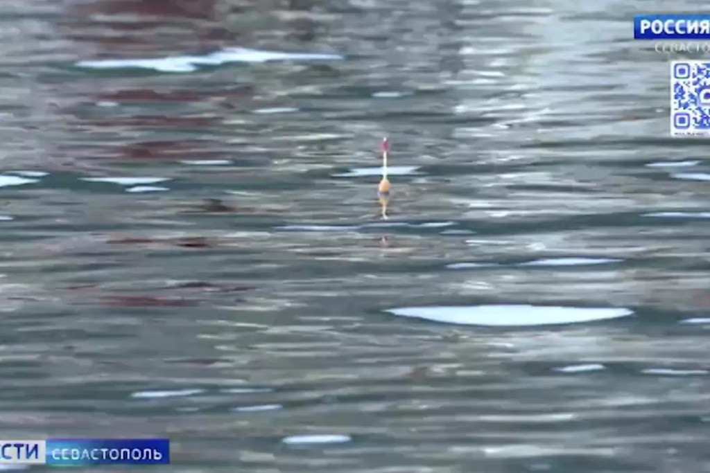 Ученые объяснили массовый выход кефали к поверхности у берегов Севастополя