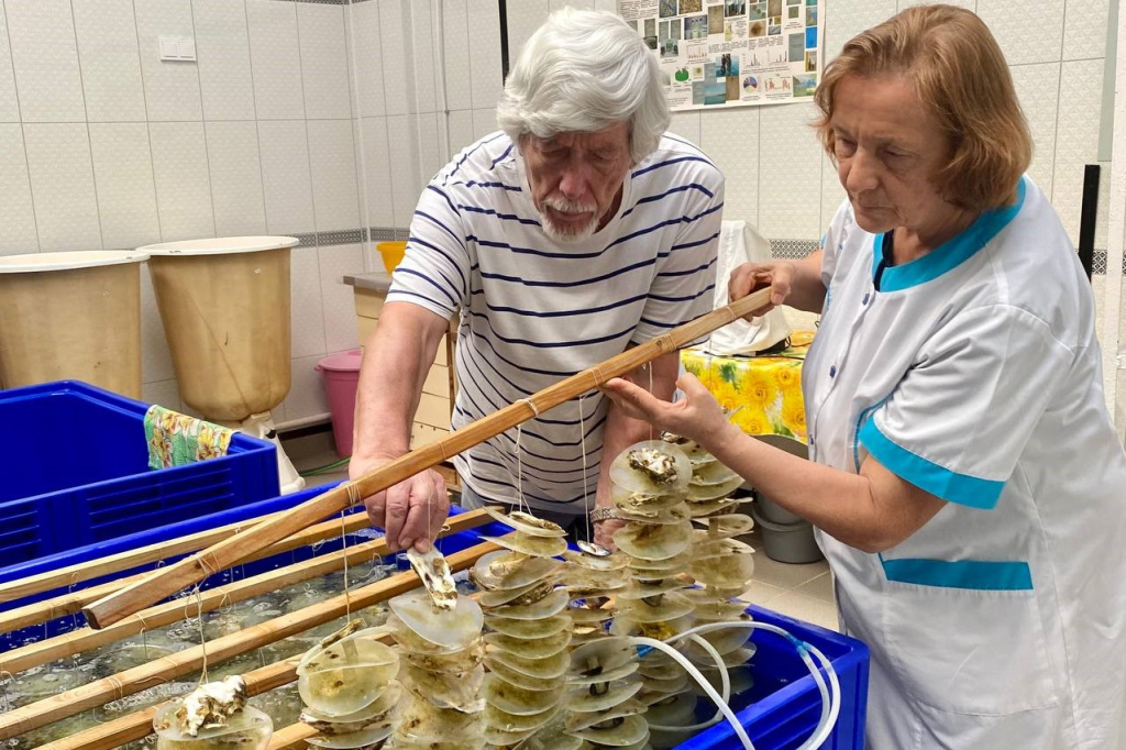 Учёные ФИЦ ИнБЮМ впервые получили потомство от устриц, выращенных в Чёрном море
