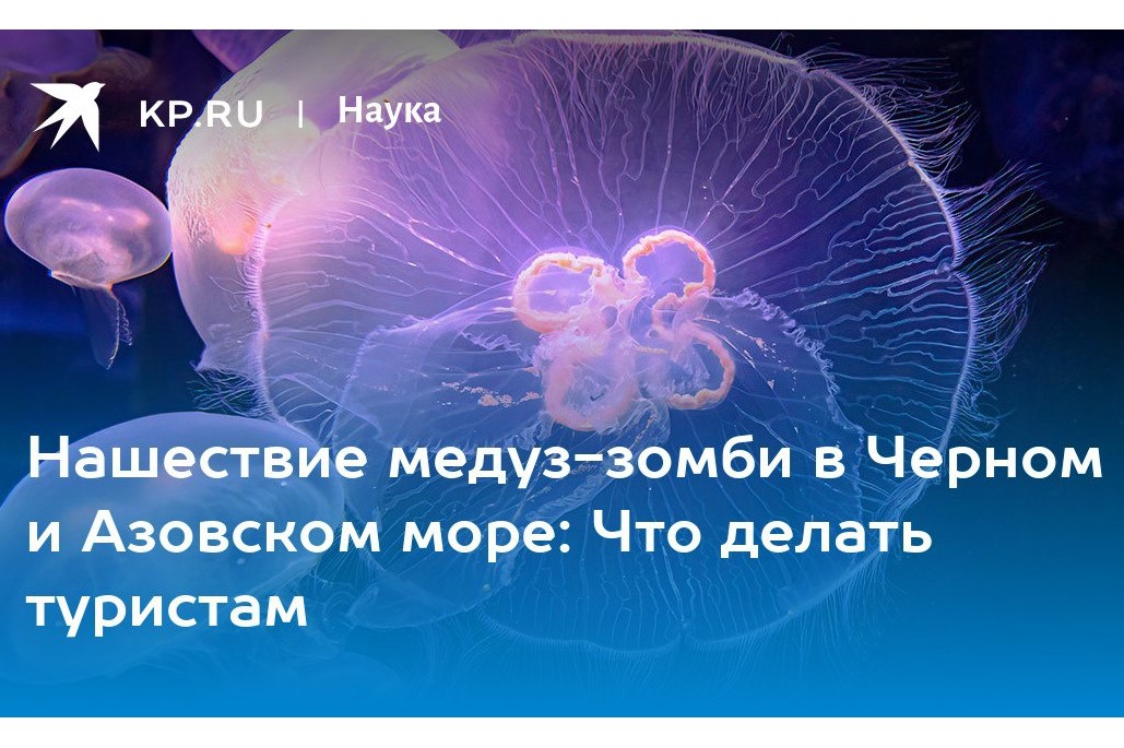 Ученый Аннинский объяснил, почему так много медуз в Черном и Азовском море в августе