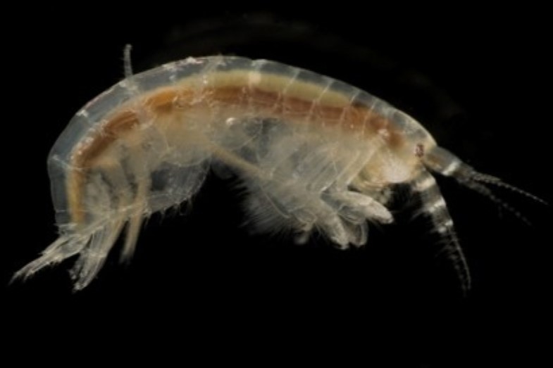 «Не пара»: бокоплавы оказались способны полностью истребить веслоногих рачков в соленых озерах