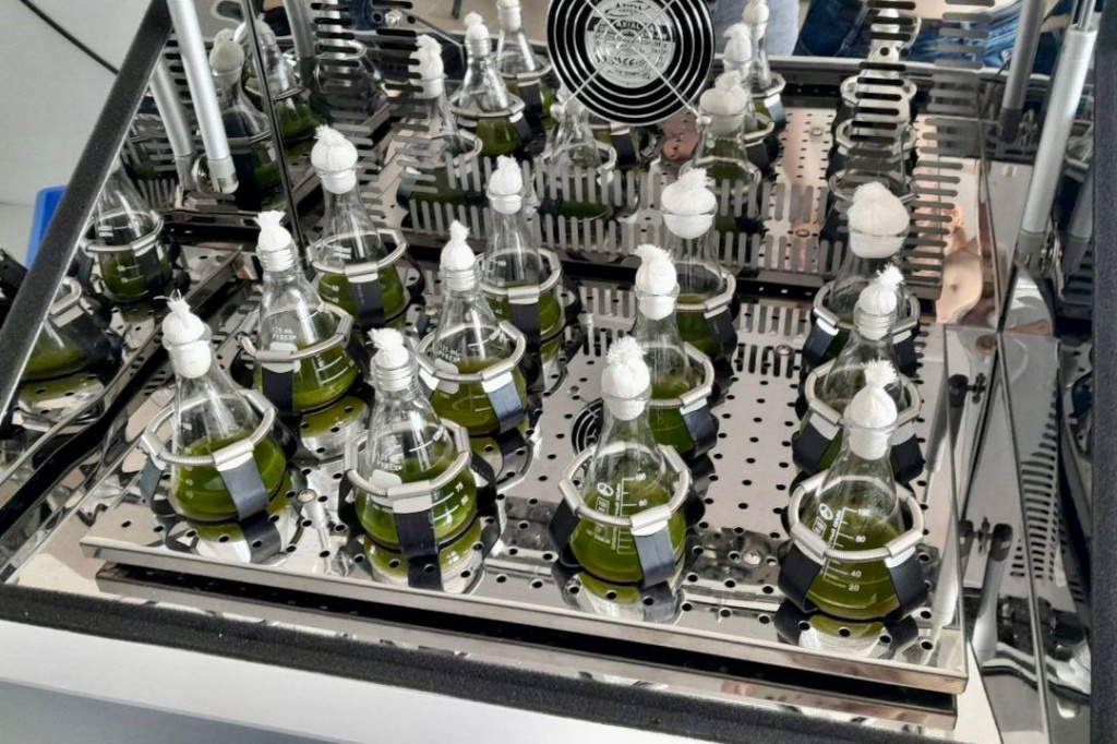 Учёные ФИЦ ИнБЮМ: зелёная микроводоросль-паразит может нести угрозу мидиям в Чёрном море