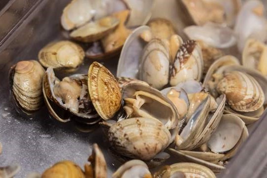 Естественное в науке: водоросли для здоровья устриц и пластичный лед