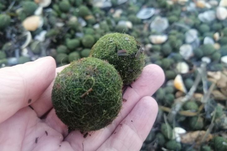 Море вынесло на берег Крыма загадочные шары: что появилось на пляжах Керчи