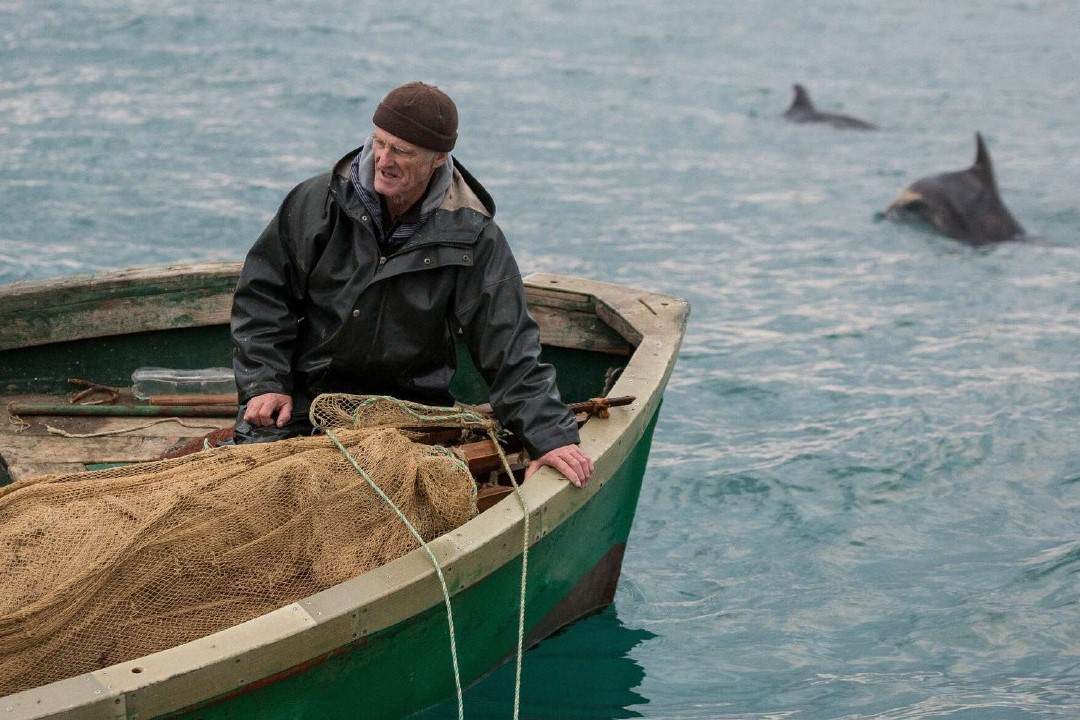 Пропавшие дельфины в Севастополе: об их судьбе и предыстории скандала