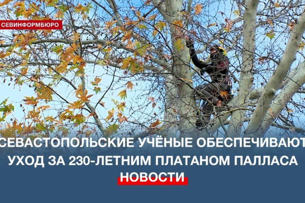 Севастопольские учёные обеспечивают уход за 230-летним платаном Палласа