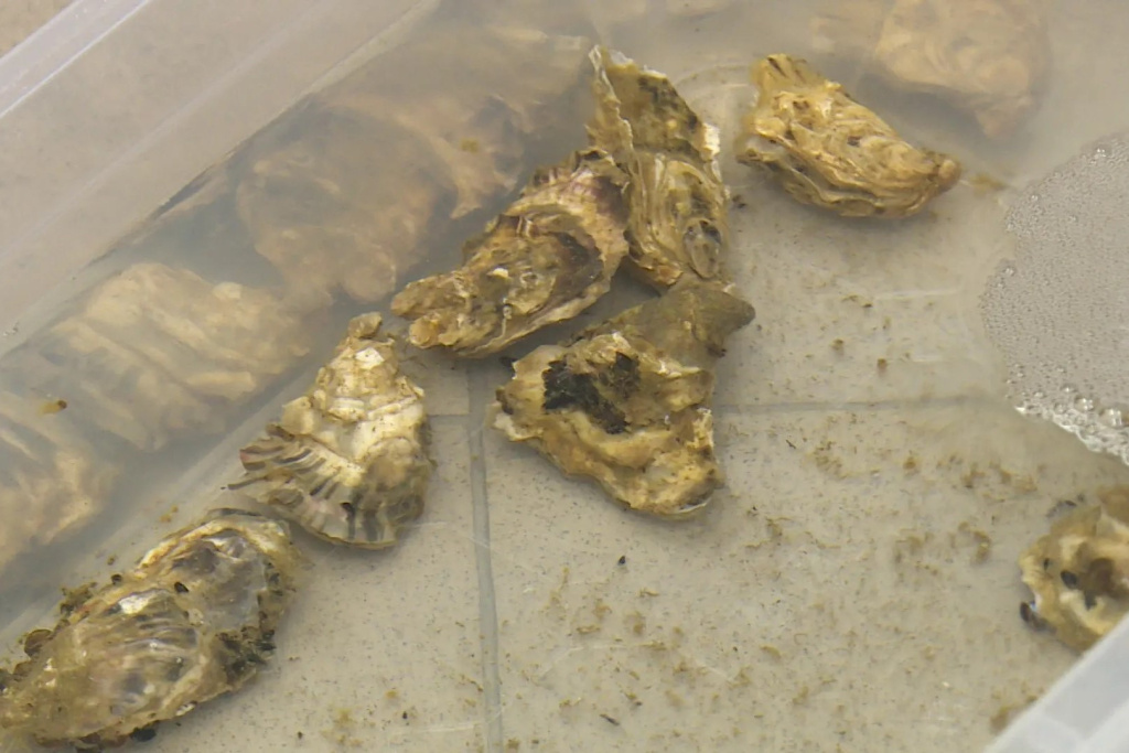 Севастопольские учёные разработали способ повышения иммунитета моллюсков