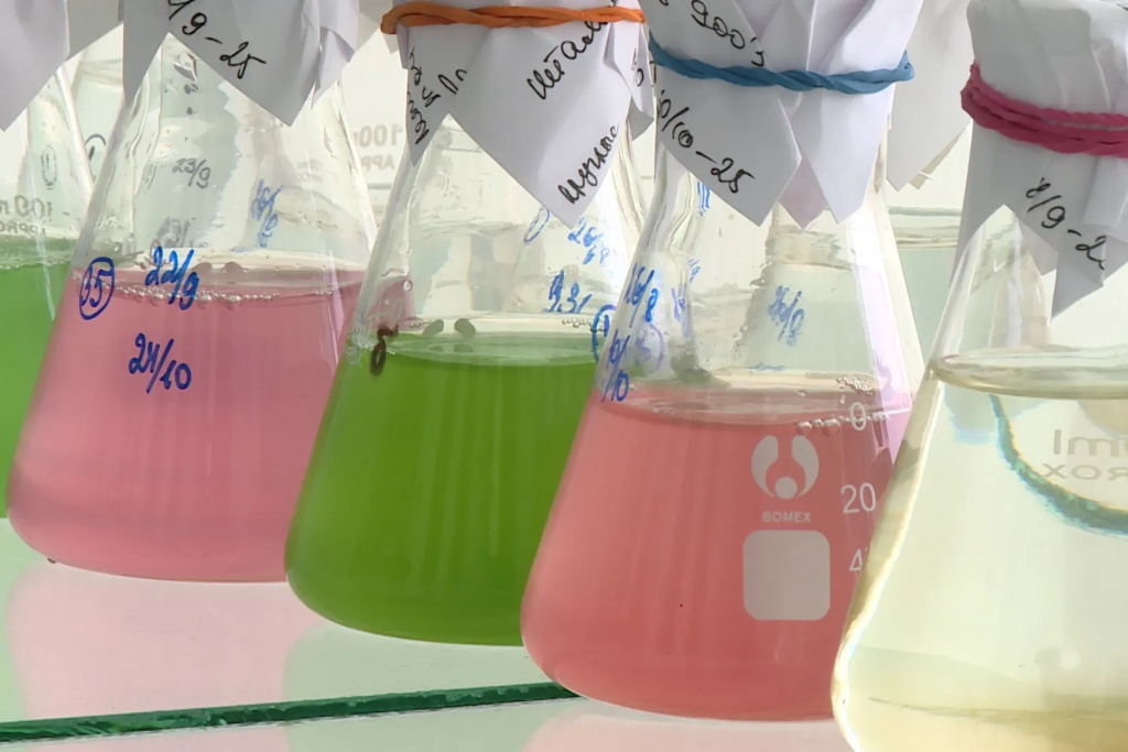 Насколько вирусы в море у берегов Севастополя опасны для человека