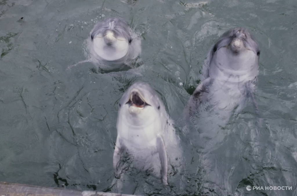 Уникальные свисты: как на Карадаге изучают "язык" дельфинов