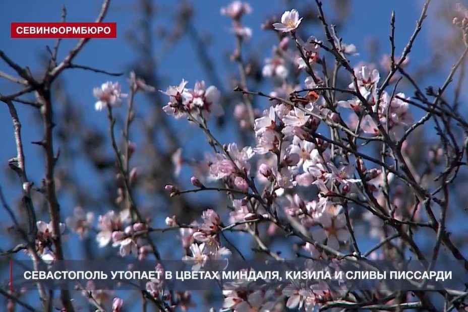 В преддверии 8 марта в Севастополе зацвели миндаль, кизил и слива