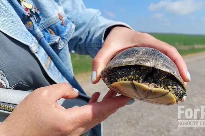 Черепахи Крыма в опасности: что мешает спокойной жизни аборигенов полуострова