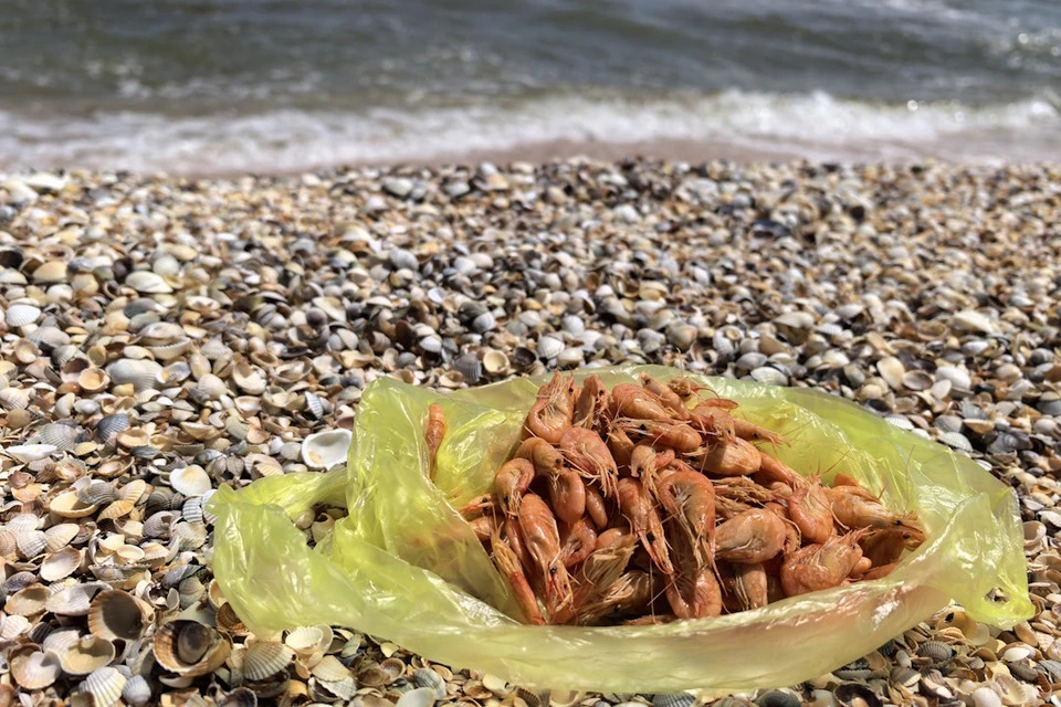 Дальневосточная креветка за десять лет заняла всю акваторию Азовского моря