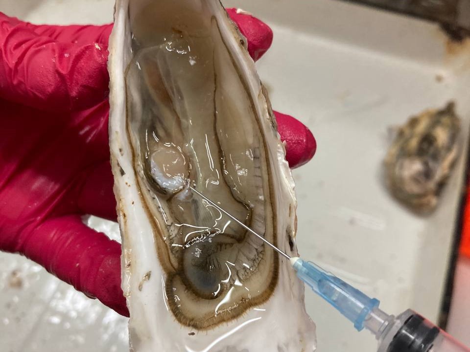 _Спирулина устрицам 4.jpg