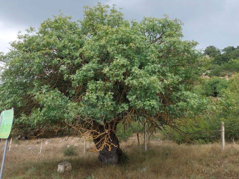 7.Сотрудники лаборатории фиторесурсов впервые провели в Севастополе комплексное обследование деревьев - памятников природы
