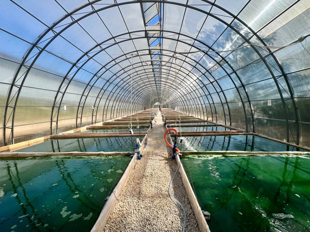 Спирулина устрицам 7.jpg