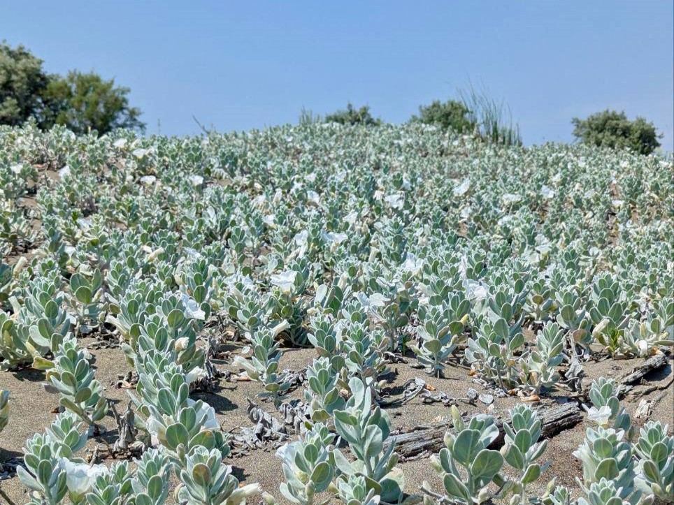 _Каспий 12.jpg