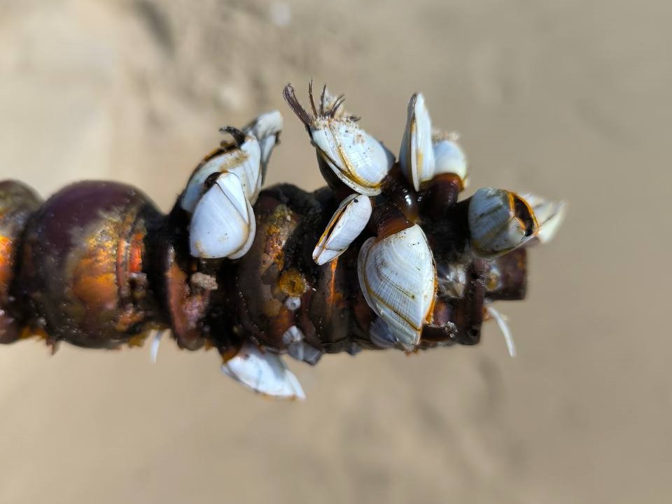 Вьетнам - биоразнообразие 6.jpg