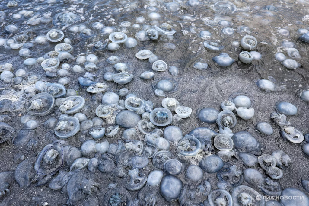Ученый объяснила взрывной рост численности медуз в Азовском море