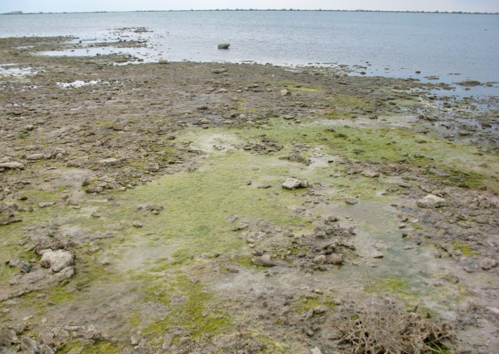 3.Учёные ИнБЮМ во время экспедиции зафиксировали усыхание гиперсолёных озёр Крыма