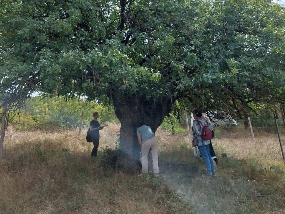 6.Сотрудники лаборатории фиторесурсов впервые провели в Севастополе комплексное обследование деревьев - памятников природы