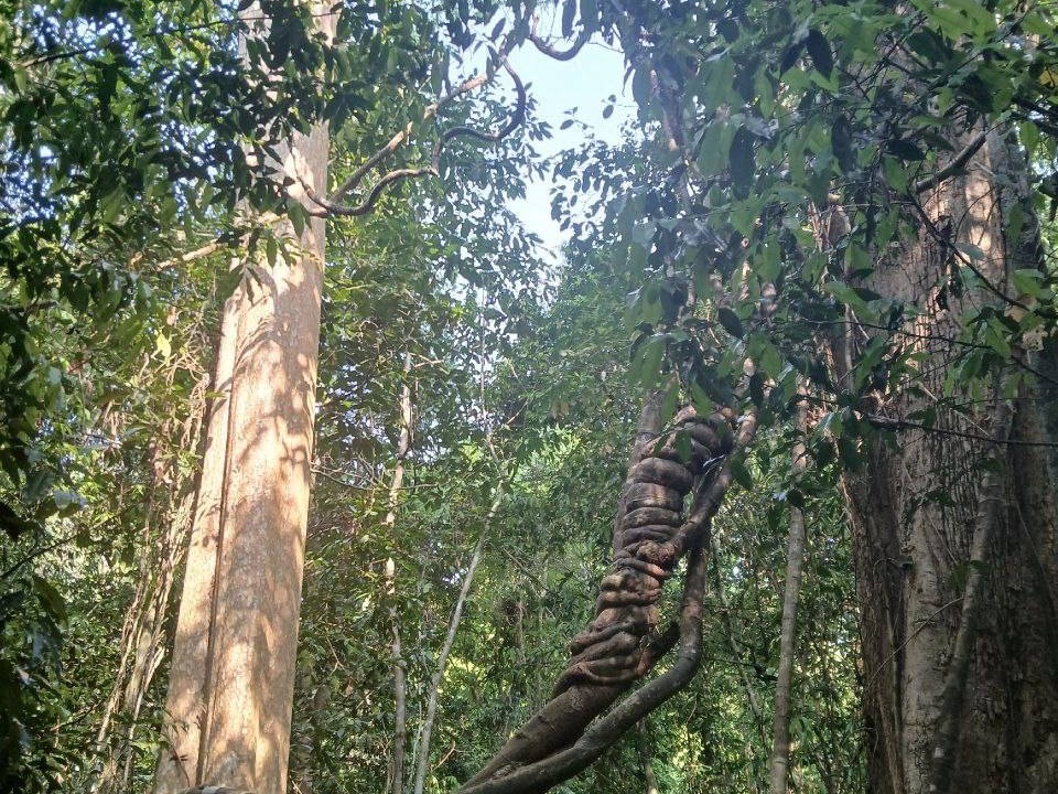 _Кат тьен 3.jpg