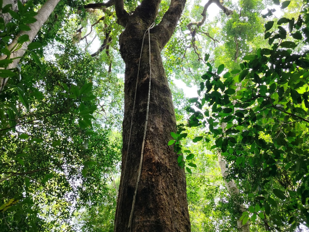 Каширина 2.png