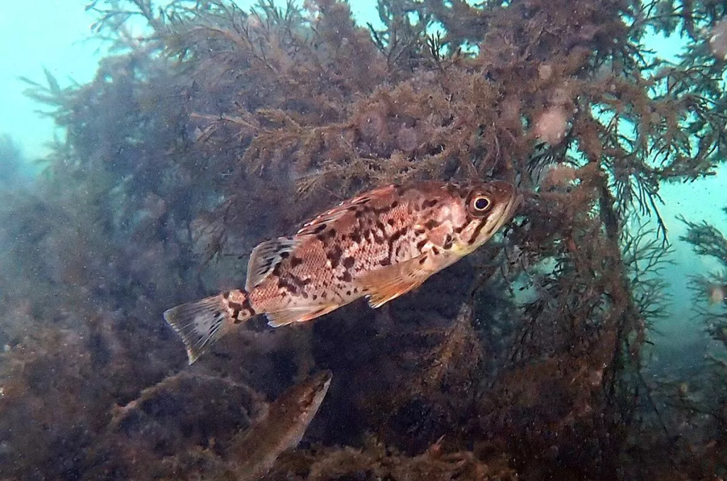 Корейский окунь.jpg