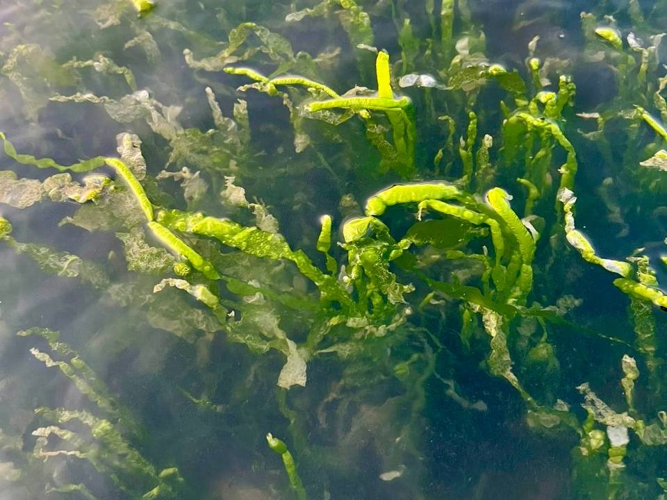 _Каспий 10.jpg