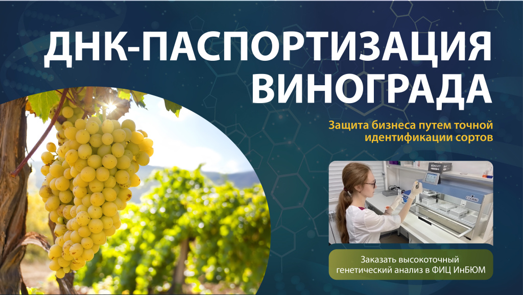 ДНК виноград.jpg