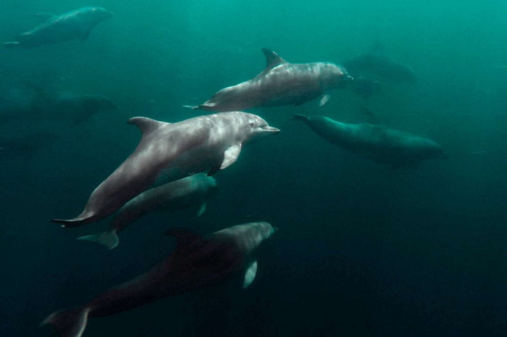 Дельфины в Чёрном море