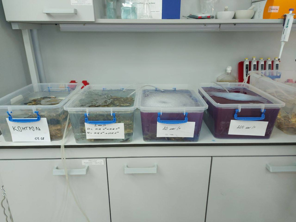 Спирулина устрицам 6.jpg